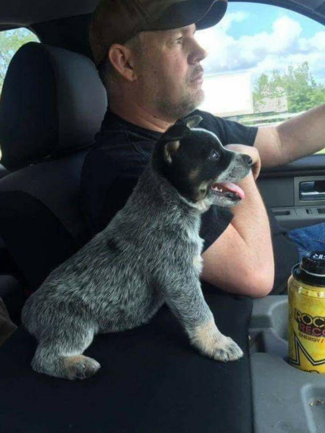 "This is a my first ride home to my new home say Hi to me"