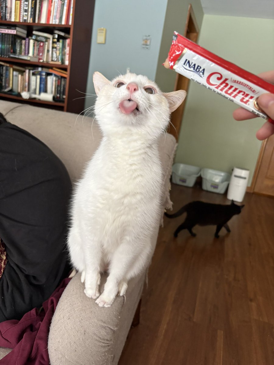 ganymedeshouse's tweet image. Ummmmm treat