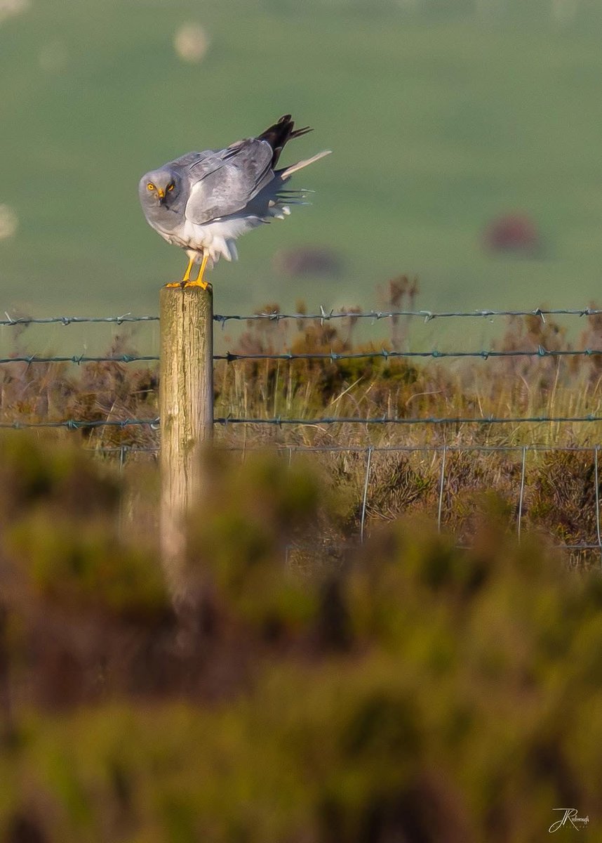 Jonathan Rosborough Photography tweet media