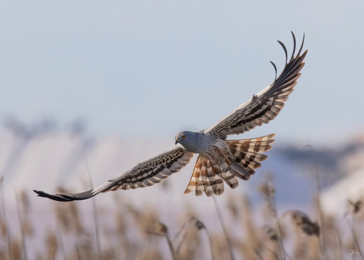 Jonathan Rosborough Photography tweet media