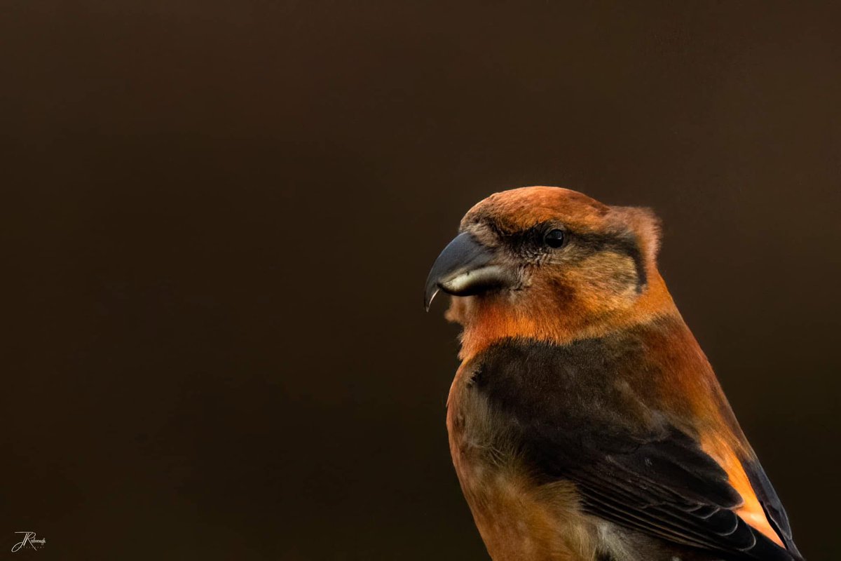 Jonathan Rosborough Photography tweet media
