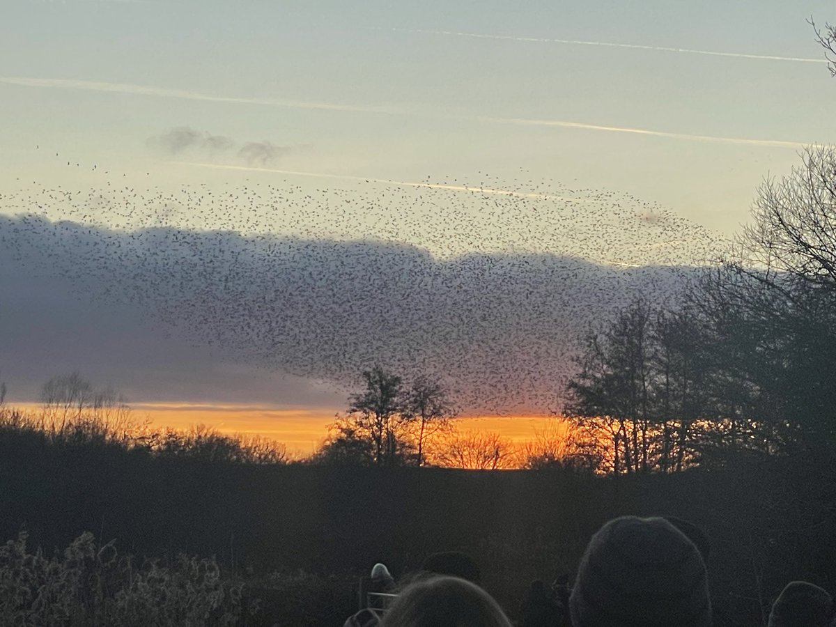 Watched the sun go down on 2025 at Brandon Marsh. The starlings were teasing the audience this evening, firstly gathering away from the usual viewing platform then appearing to settle before reappearing to murmurate once more when almost everyone but us had gone.