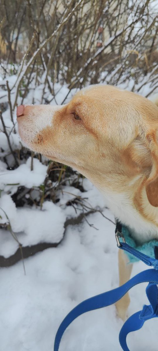 ну что, любимые мои твиттерские! с наступающим! желаю держать нос по ветру и пусть будет хороший год ☺️😍😘