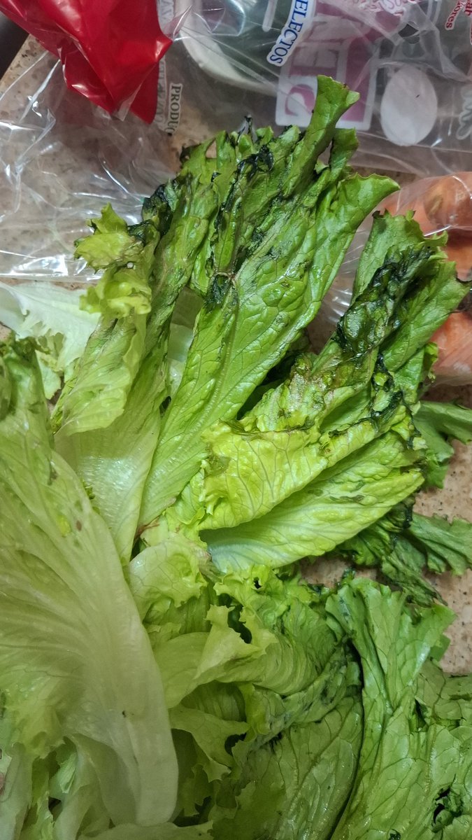 trishasquires's tweet photo. Señores de @Riba_Smith acabo de comprar esta lechuga en su sucursal de Costa del Este y para mi sorpresa cuando llego a la casa, estaba toda dañada por dentro, y en la etiqueta salía empacada el día de ayer, deben verificar mejor los productos que colocan https://t.co/RnXEuSLUSe