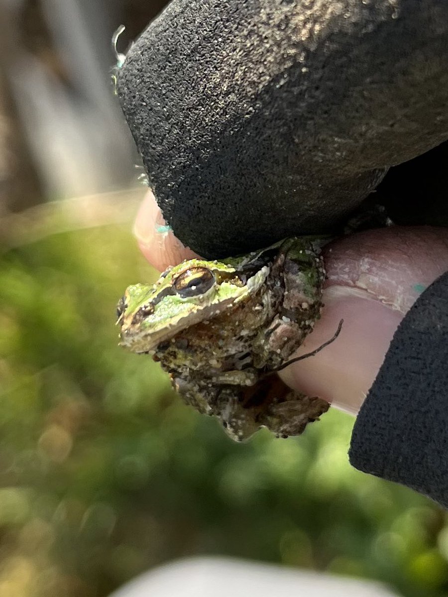 HowlingNip's tweet image. Never KYS