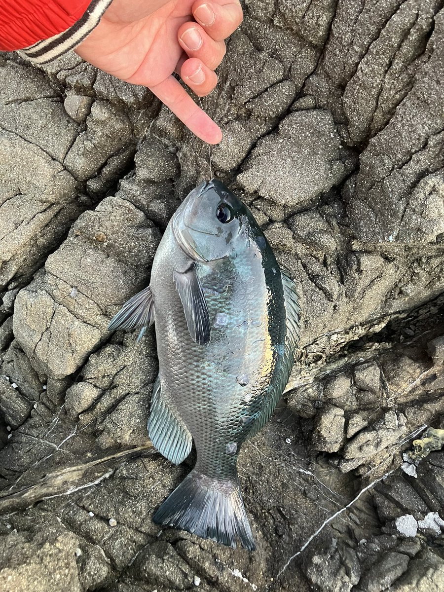 ふかふか先生 (@SILEIGHTY13) / Posts / X