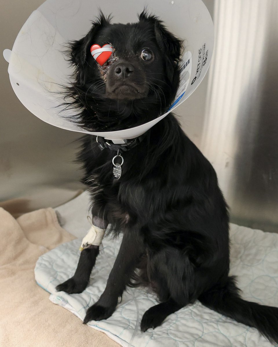 PAWSChicago tweet media