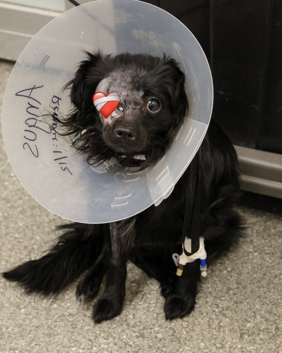 PAWSChicago tweet media