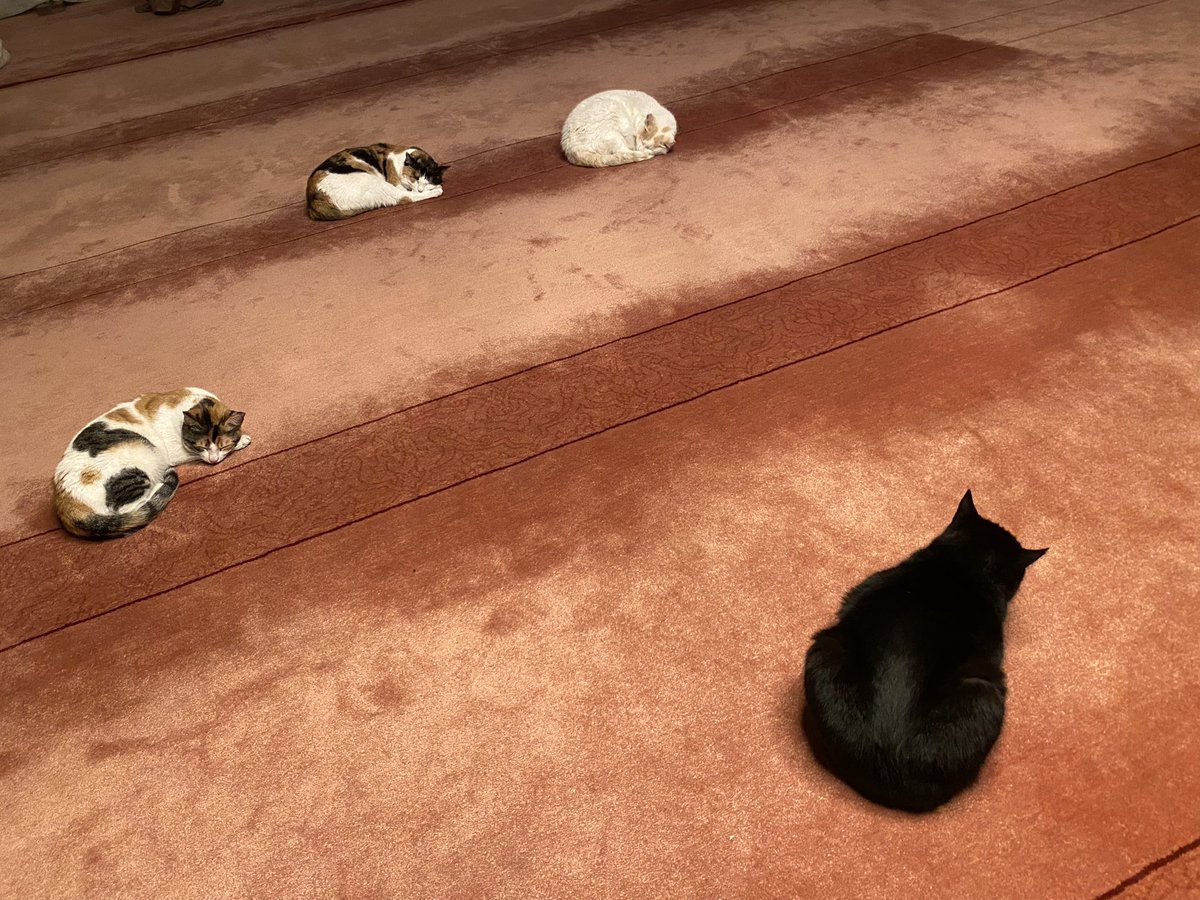 Yatsı namazını erken vakitte kılmanın verdiği rahatlığı yaşıyorlar :)