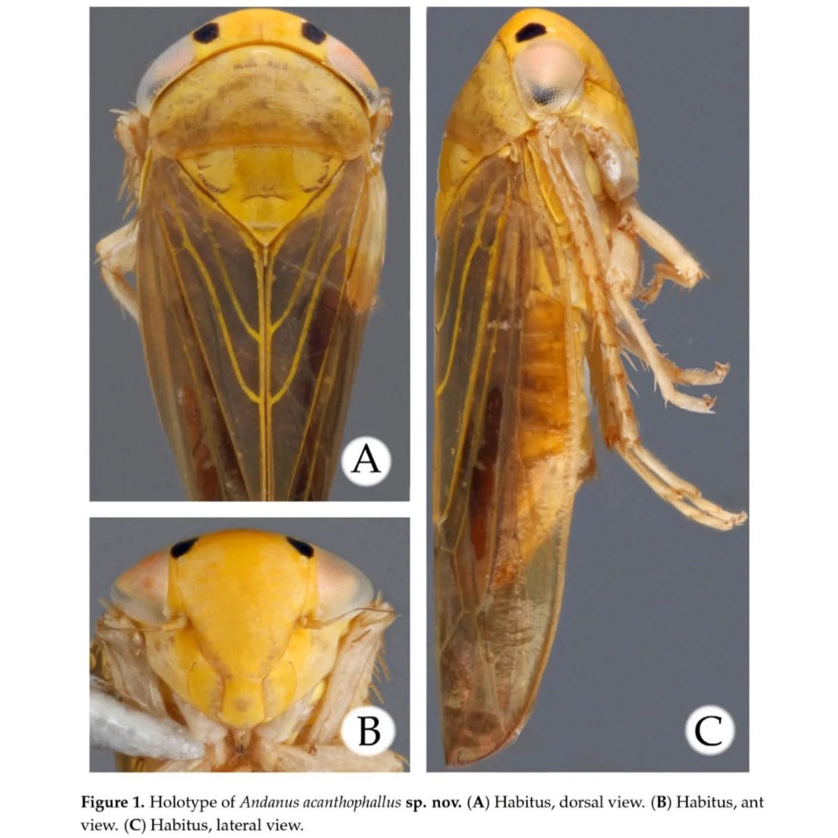 Cicadilson's tweet image. Description of the Fifth Species of the Neotropical #Leafhopper Genus Andanus Linnavuori, 1959 (Hemiptera: #Cicadellidae) from Peru, with an Updated Key to All Species mdpi.com/3296780 #mdpitaxonomy

#IBUNAM
#AuchenorrhynchaLab