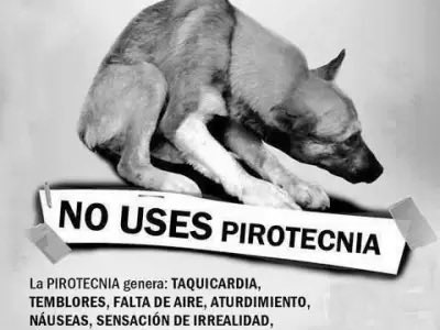 NO USES PIROTECNIA!!

Por los niños,
Por los ancianos,
Por los Animales, 
Por el Planeta!!! 

Los q tengamos perritos que sufren estas fechan, intenten regresar temprano a casa para pasar esas hras con ellos y sufran lo menos posible porfa! Ellos sufren mucho! No los abandones!