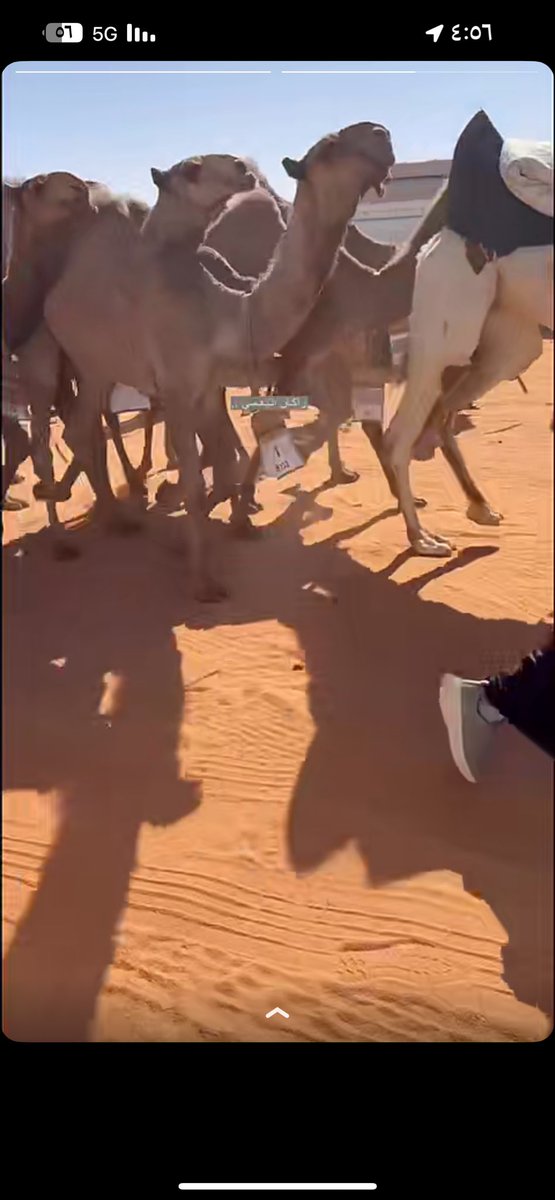 بدوي شمر tweet media