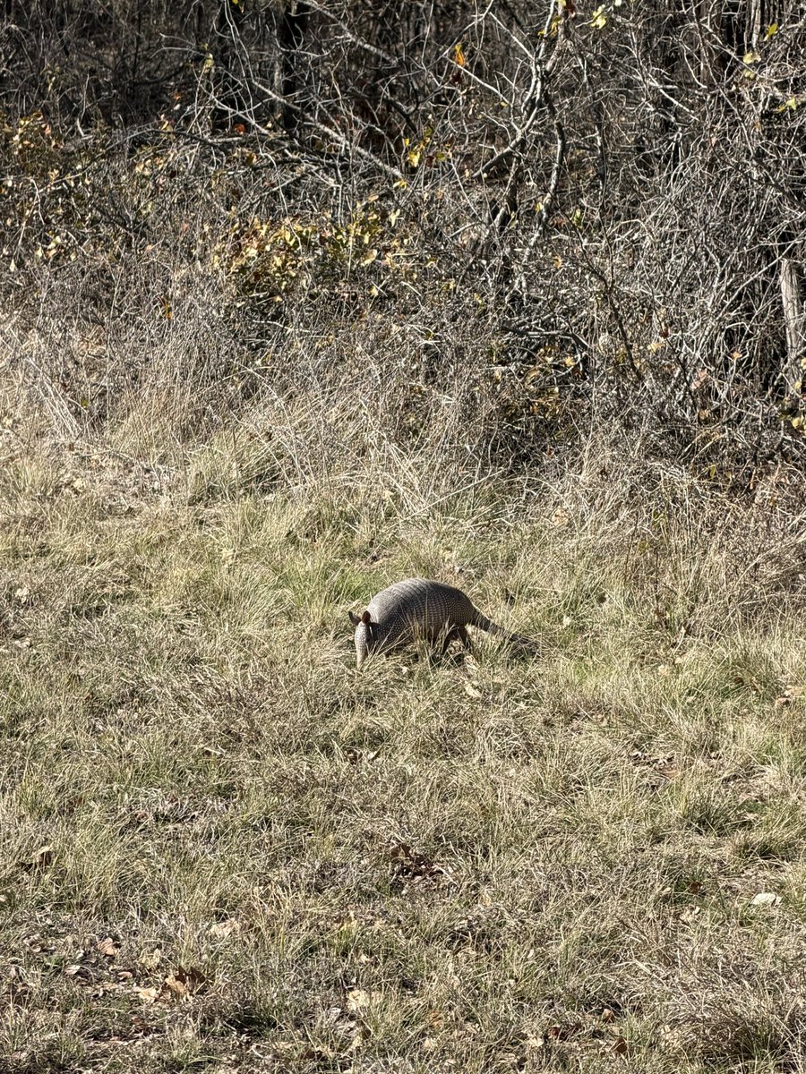 casechambers's tweet image. Another one. Add it to the tally @samosaur