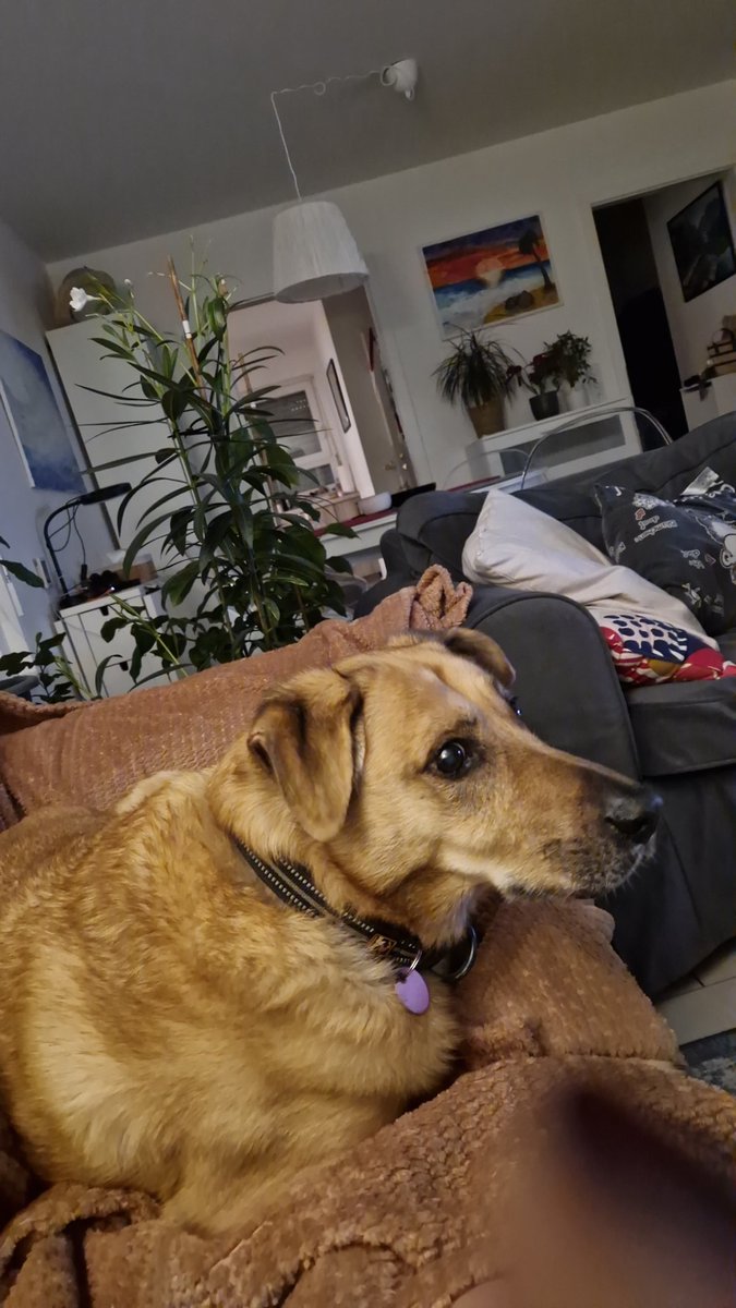 I jak co roku trzęsidupka ubija mnie na sofie, jak śmietanę. Żeby wszyscy fajerwerkowcy wstali jutro z zabójczym kacem albo wyniszczającą sraczką...