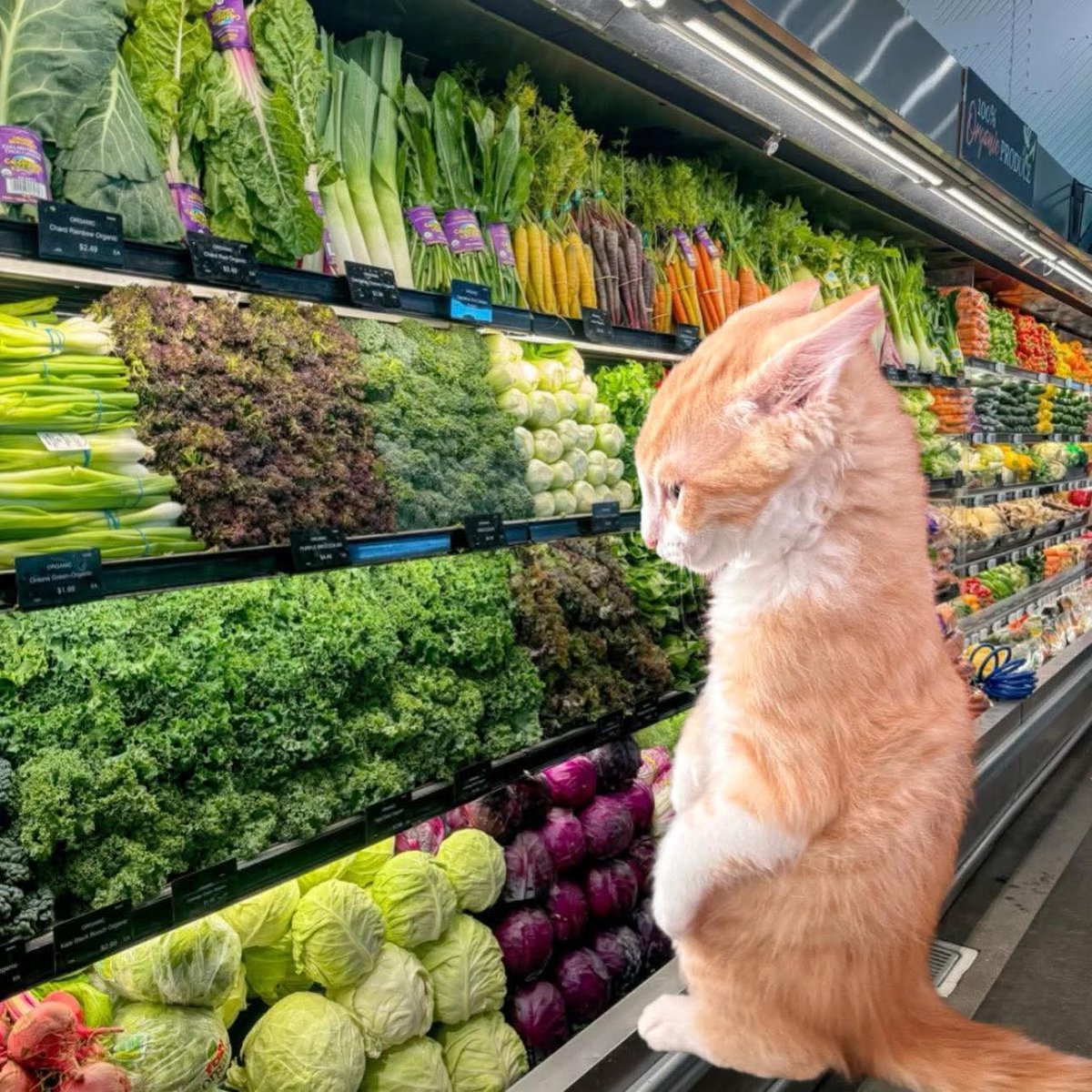 Yo eligiendo las verduras más bonitas para que se echen a perder en mi refri: