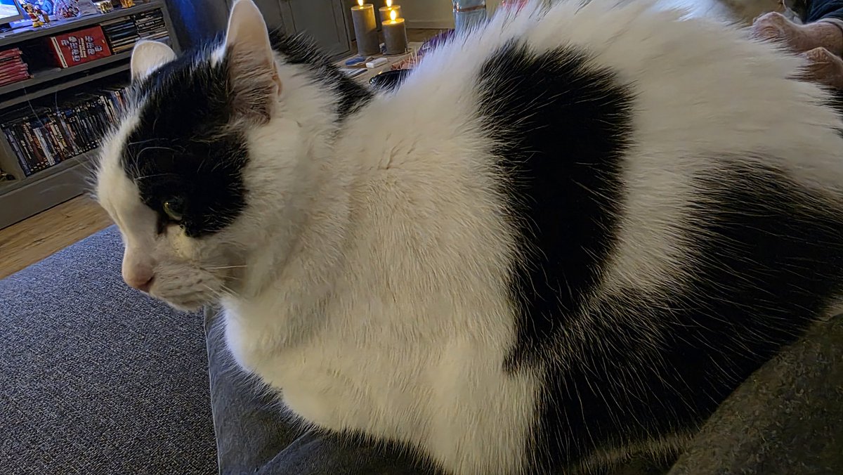 GizmoF2016's tweet photo. Lekker op schoot. Zo dicht mogelijk bij ons met al die harde knallen. https://t.co/hnMMrB79Bw