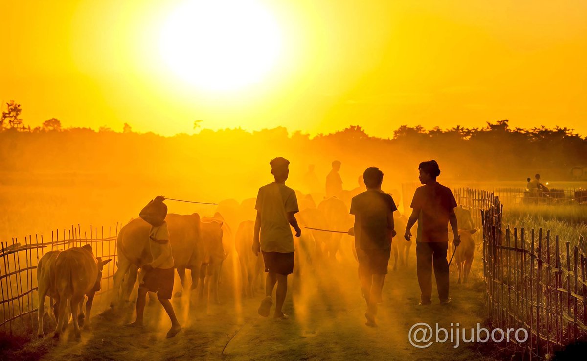 A group of children herd cattle along a dusty path at sunset, silhouetted against a glowing golden sky in Dhemaji district of Assam State in India..