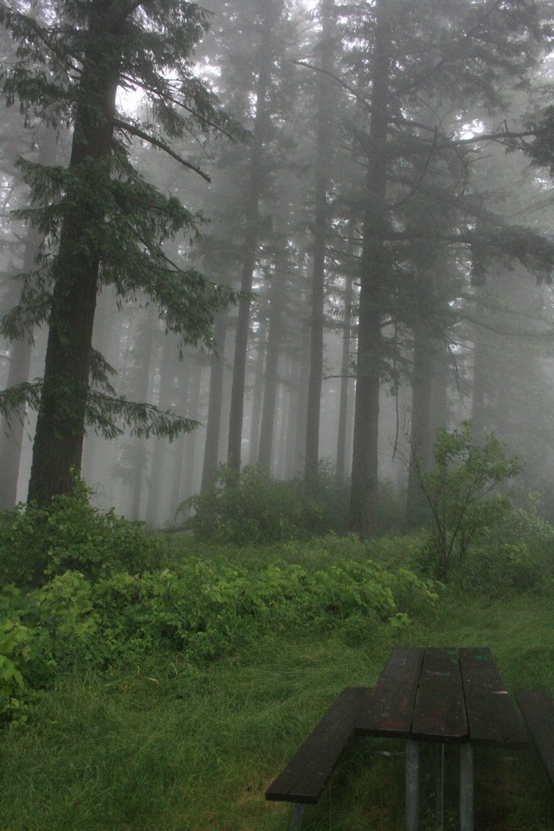 fogbug's tweet image. girl who spent 2025 in the Fog