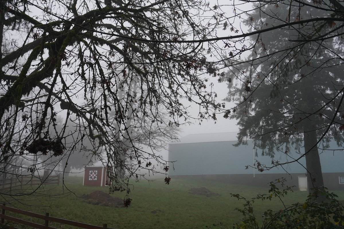 fogbug's tweet image. girl who spent 2025 in the Fog