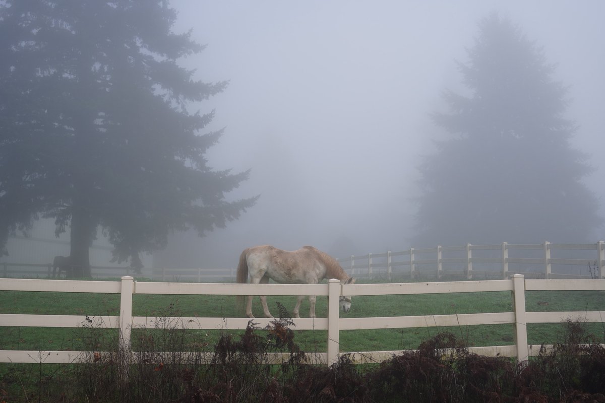 fogbug's tweet image. girl who spent 2025 in the Fog