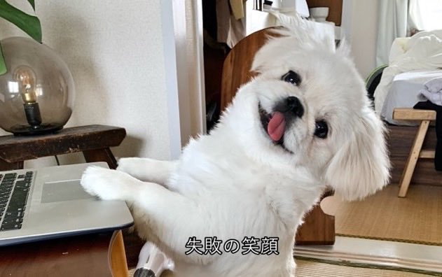 みど tweet media