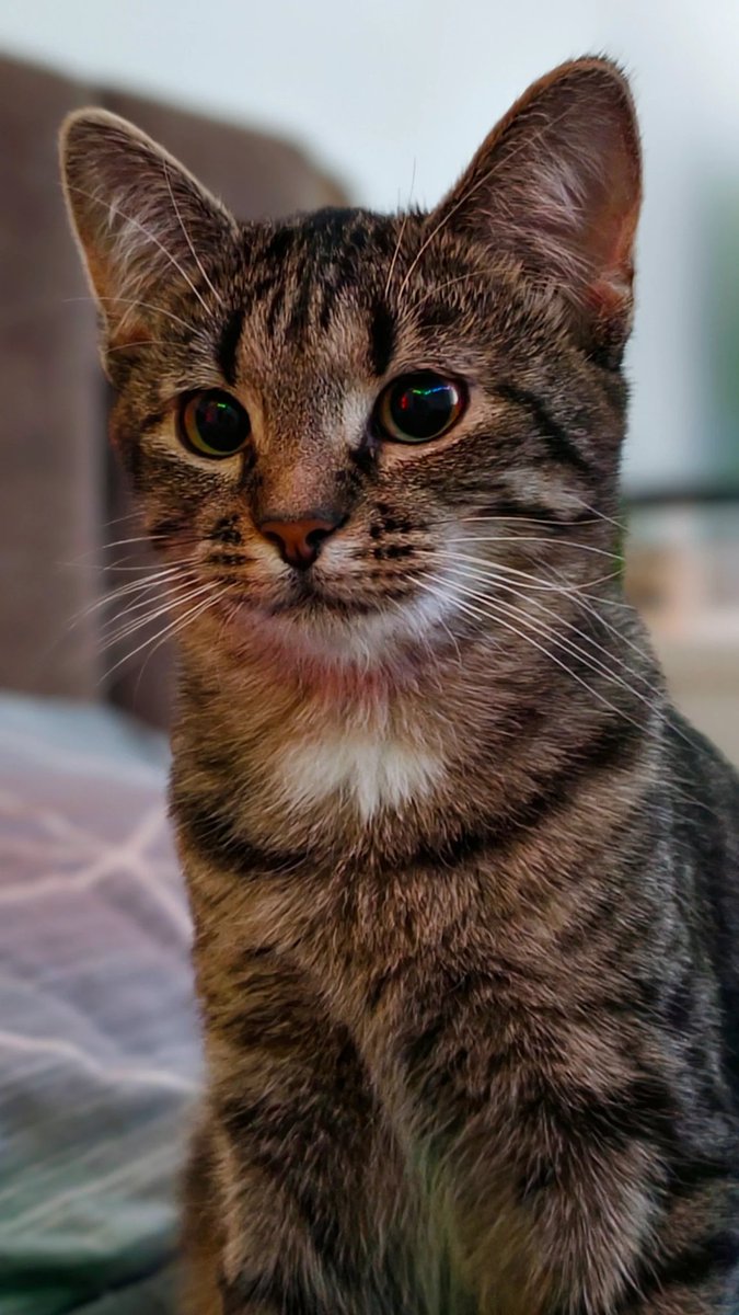 мандарин Шрёдингера tweet media