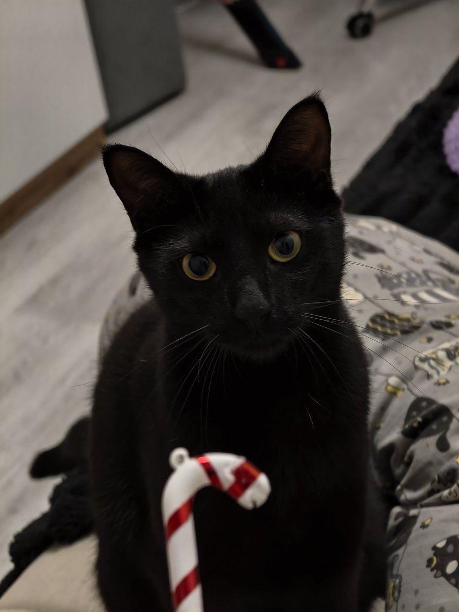 мандарин Шрёдингера tweet media