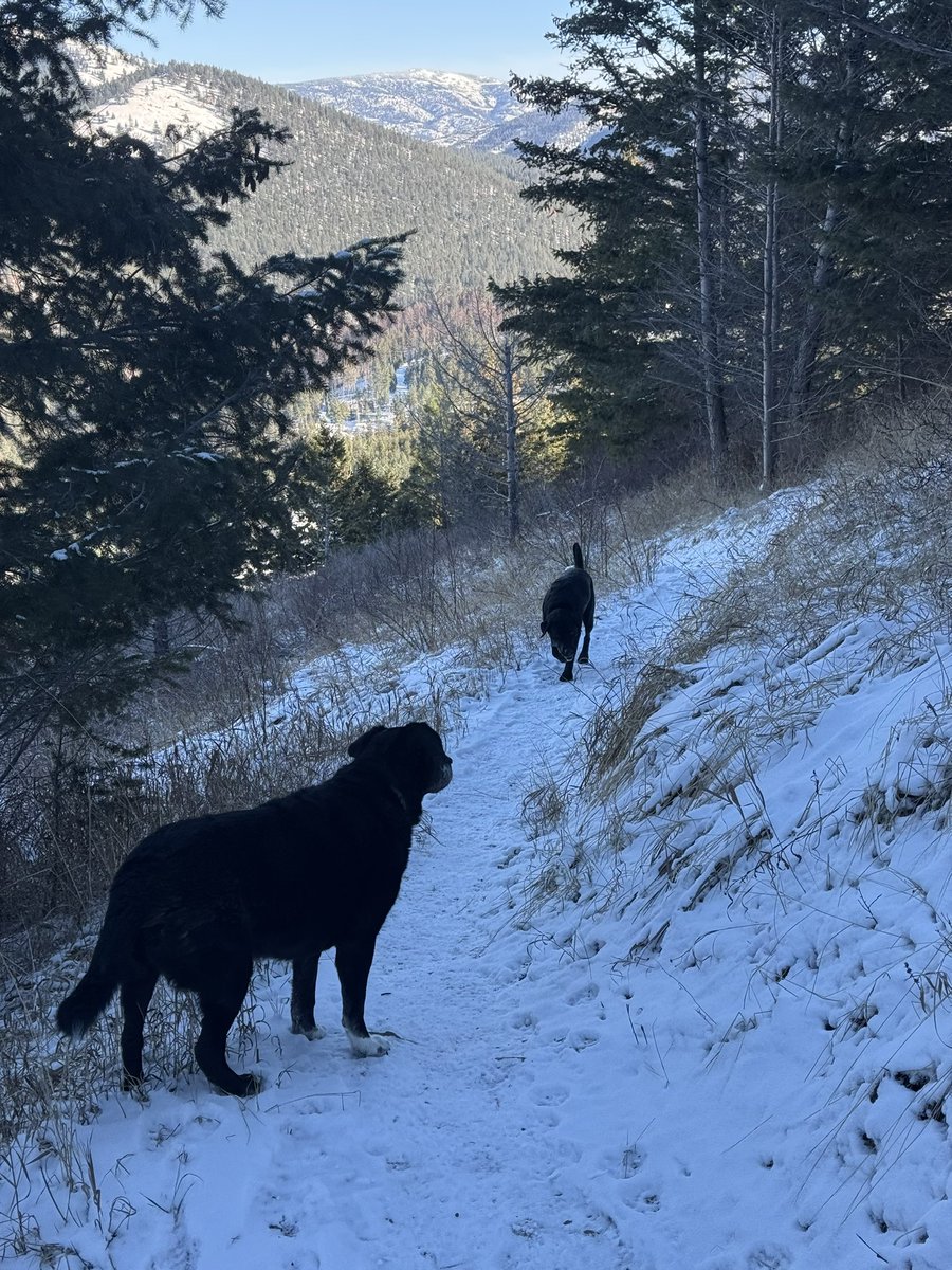 bemandajoy's tweet photo. Nellie and Cousin Milo this week! He’s been bunking with us for a few days. We’re off for our last outing of the year: https://t.co/SaPExmLneU