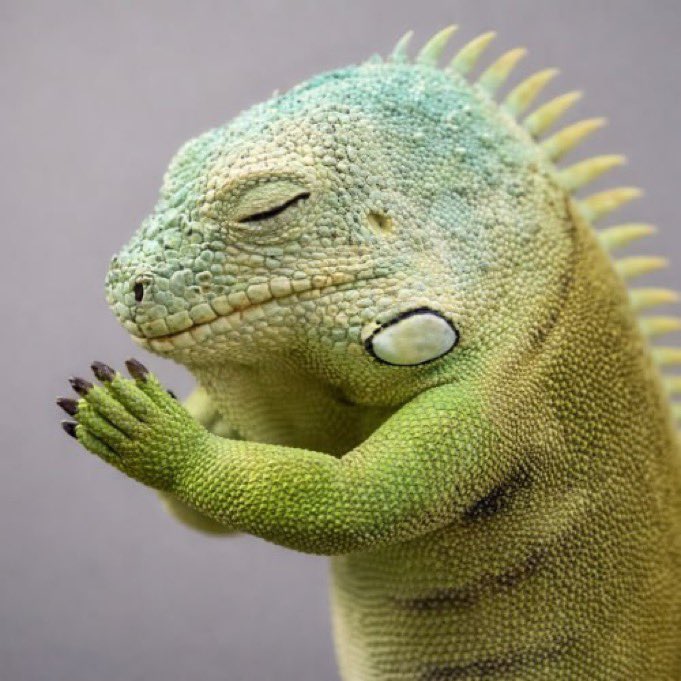 NotYakome's tweet image. $Hope is all you need in these times of market corrections.