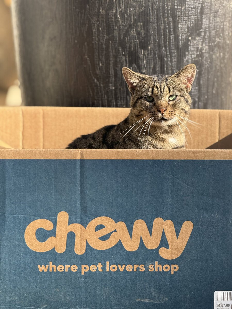 PiratesPromise1's tweet photo. Even our feline friends love @Chewy  here! https://t.co/Z052tOzrP3