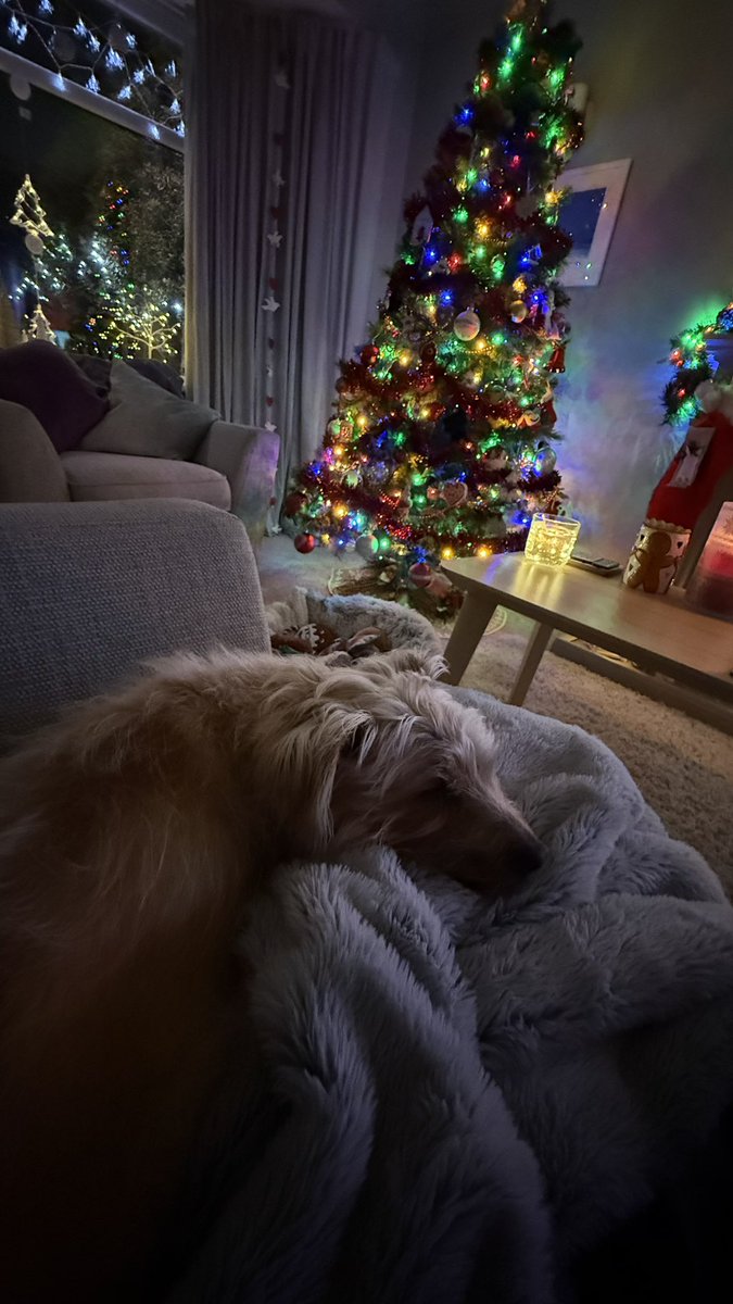 The most perfect New Year’s Eve companion ❤️#miracleboy #dogsofX #NewYearsEve