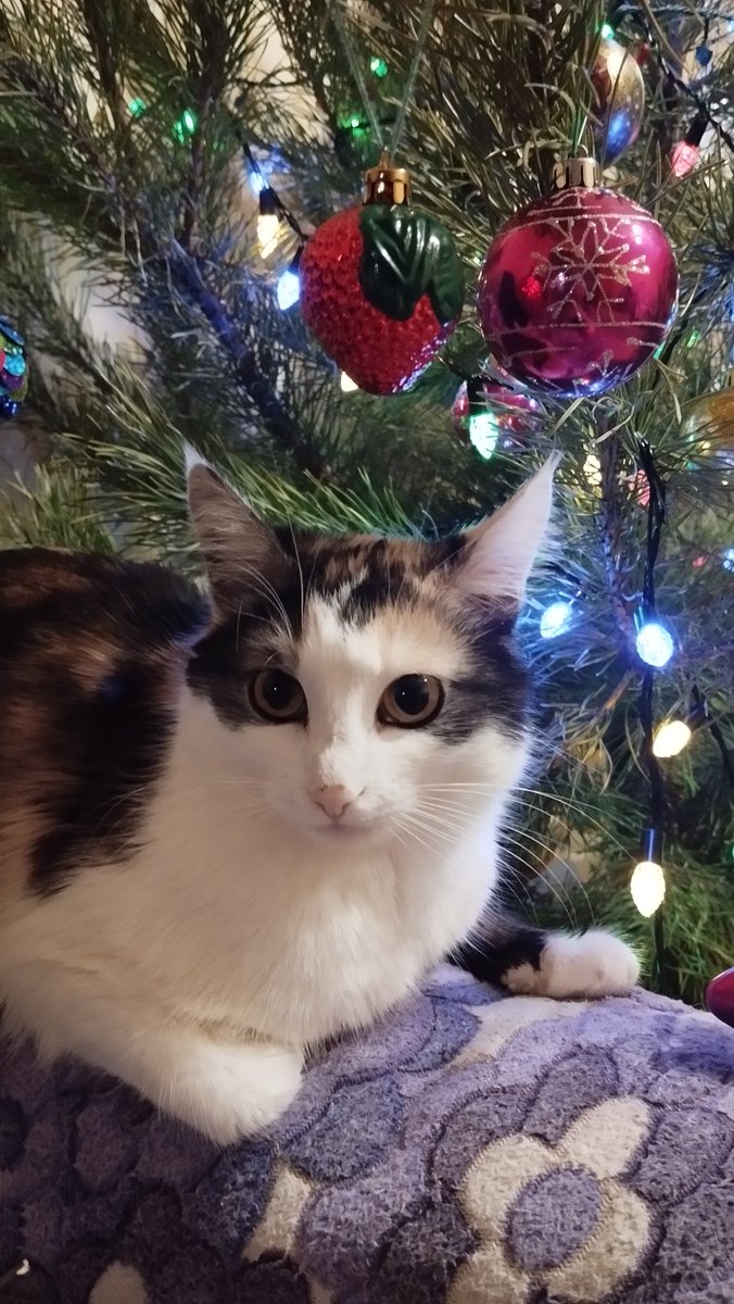 С Новым годом, лента 🎄❤️