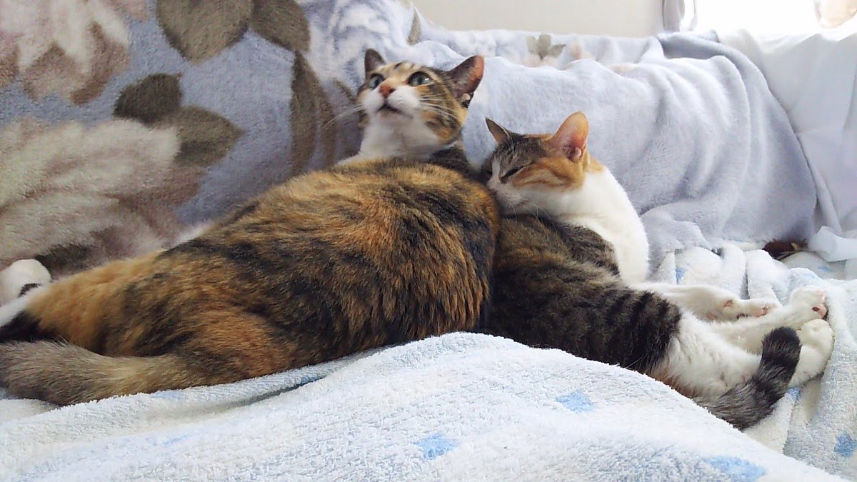 速射ちMAC(SSTR2026に出走する普通のおじさん) tweet media