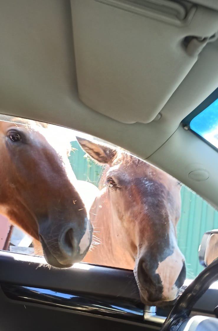 catopyoss's tweet image. Если б я имел коня
Это был бы номер
Если б конь имел меня
Я б наверно помер
С Новым годом!