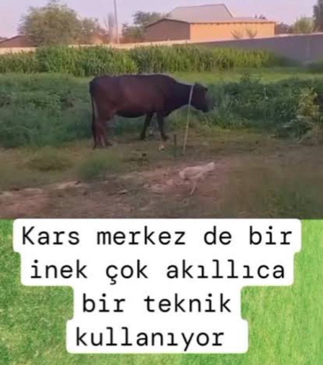 Buğra tweet media