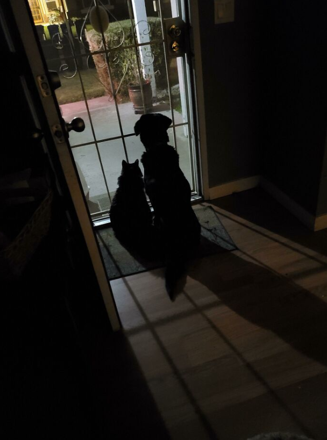 "My son always texts to say he's on his way home. So I open the door, letting his 17 year old cat, and 16 year old doggo know that he's on his way. This is them waiting for him. Though it was adorable, and wanted to share." ❤️