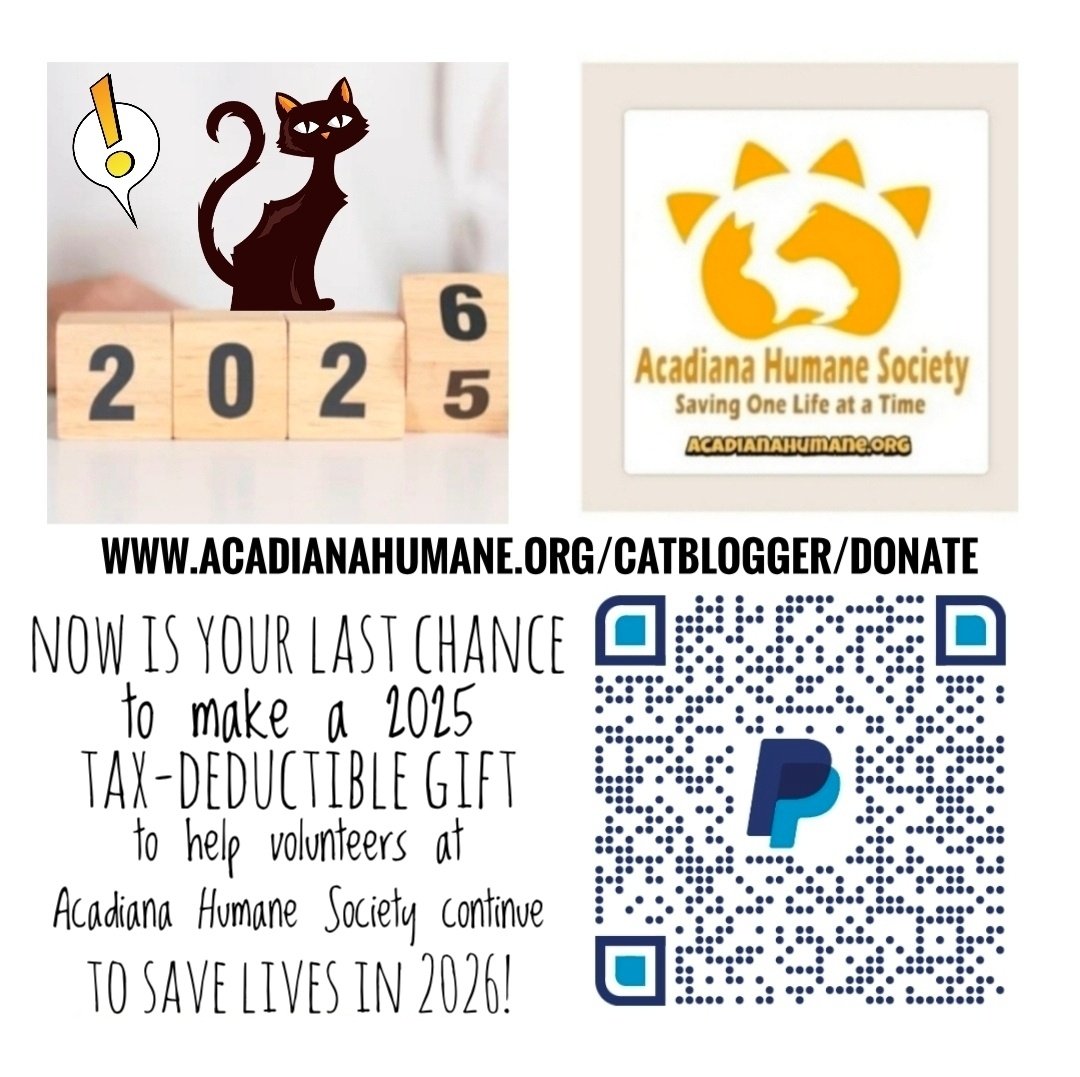mycatranch's tweet photo. As we roll over into the #NewYear, please consider #donating to #Acadiana Humane Society to help us continue to save lives in 2026! Our 501c3 non-profit, all #volunteer, #animal #rescue can't survive without your support. #Donation lnks are on our website: https://t.co/6GpHXqqRkI https://t.co/NV6s46jCdw