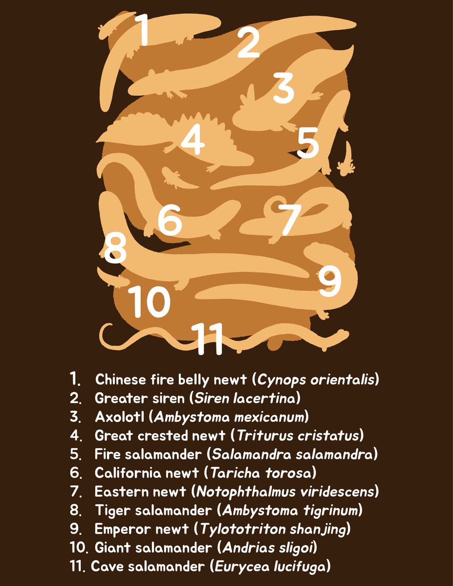 czbugsart's tweet image. Happy Newt Year! 

It’s my last piece of artwork of 2025, and it’s already 2026 in a lot of places! I’m feeling so lucky to have your support and I’ll keep sending out my little critters to everyone with the love of bugs and nature!