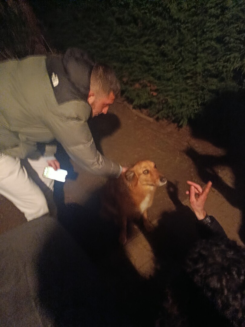 🟢 🐶 Chien trouvé le 30/12/2025 à Sainte-Marie-d'Alloix (38660).
Femelle / Identifié(e) : Je ne sais pas

☎️ 0615580389
📧  bonnalaurelien2@gmail.com

#VigiPets #chienperdu #chientrouve #chien #perdu #trouve