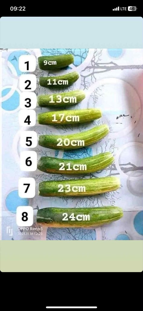 Nev6354Neves's tweet photo. Seja sincera quantos cm aguentas?

O meu é 23cm https://t.co/zuO4EFgZvR
