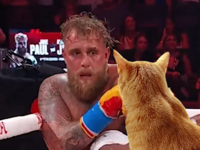 codytk666's tweet photo. when your orange #cat decides to be an orange cat. #JakePaul https://t.co/ajkhrm7vDx