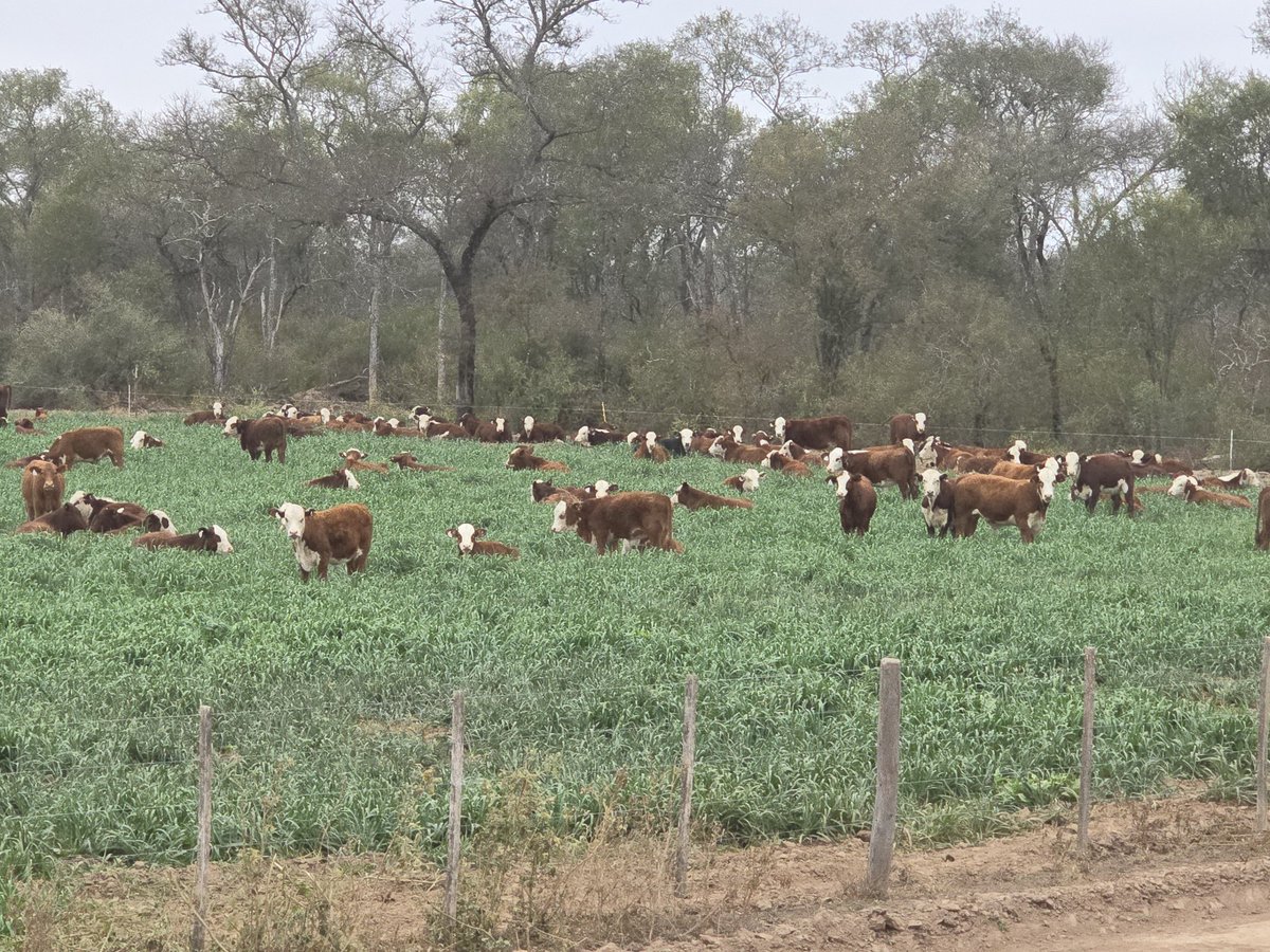 Quizás el mejor deseo en los tiempos que transcurren para este Año Nuevo, sea escuchar un poco más a la Naturaleza, cuidarnos entre nosotros y empezar, una vez más, desde lo simple, lo vivo. La tierra
