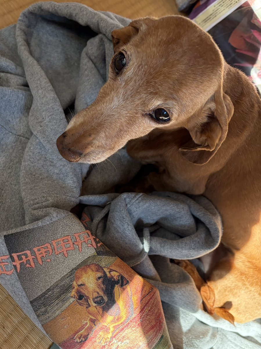 明けましておめでとうございます🎍
今年も好きに囲まれてワクワクしながら過ごしたいです
どうぞよろしくお願いします🙇‍♀️
元旦から風邪をひいてしまったようで初日の出ランはあきらめたのでチャー子の写真でスタートです🐕
sayori🐠（59）🏃‍♀️