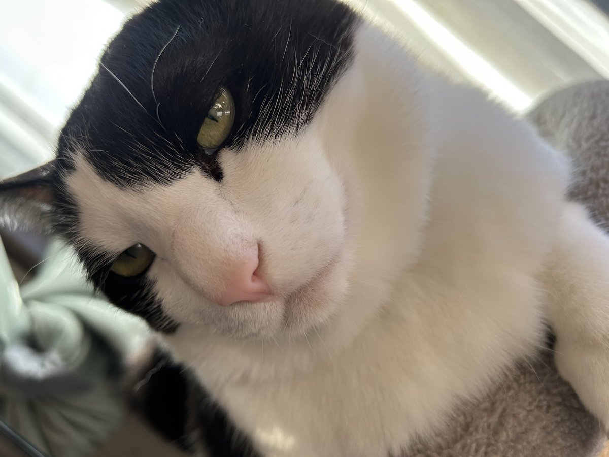 ネコちゃん photo 🪪