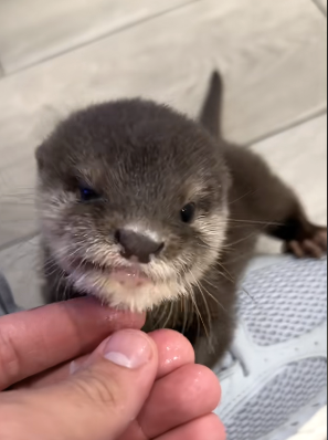 XScharo's tweet photo. Adopted on 22.11 by Paul Caffaro (tiktok account with 2.3m followers)

The videos of Lola have been growing viral, the last one made 21.1 million views in 24 hours while others on that account have millions of Lola aswell

It seems we have found one of the first viral animal that is blowing up in the New Year

A unique animal that we rarely see in the Trenches could be the animal runner to start off the Big 2026
https://t.co/LNkqsQny00