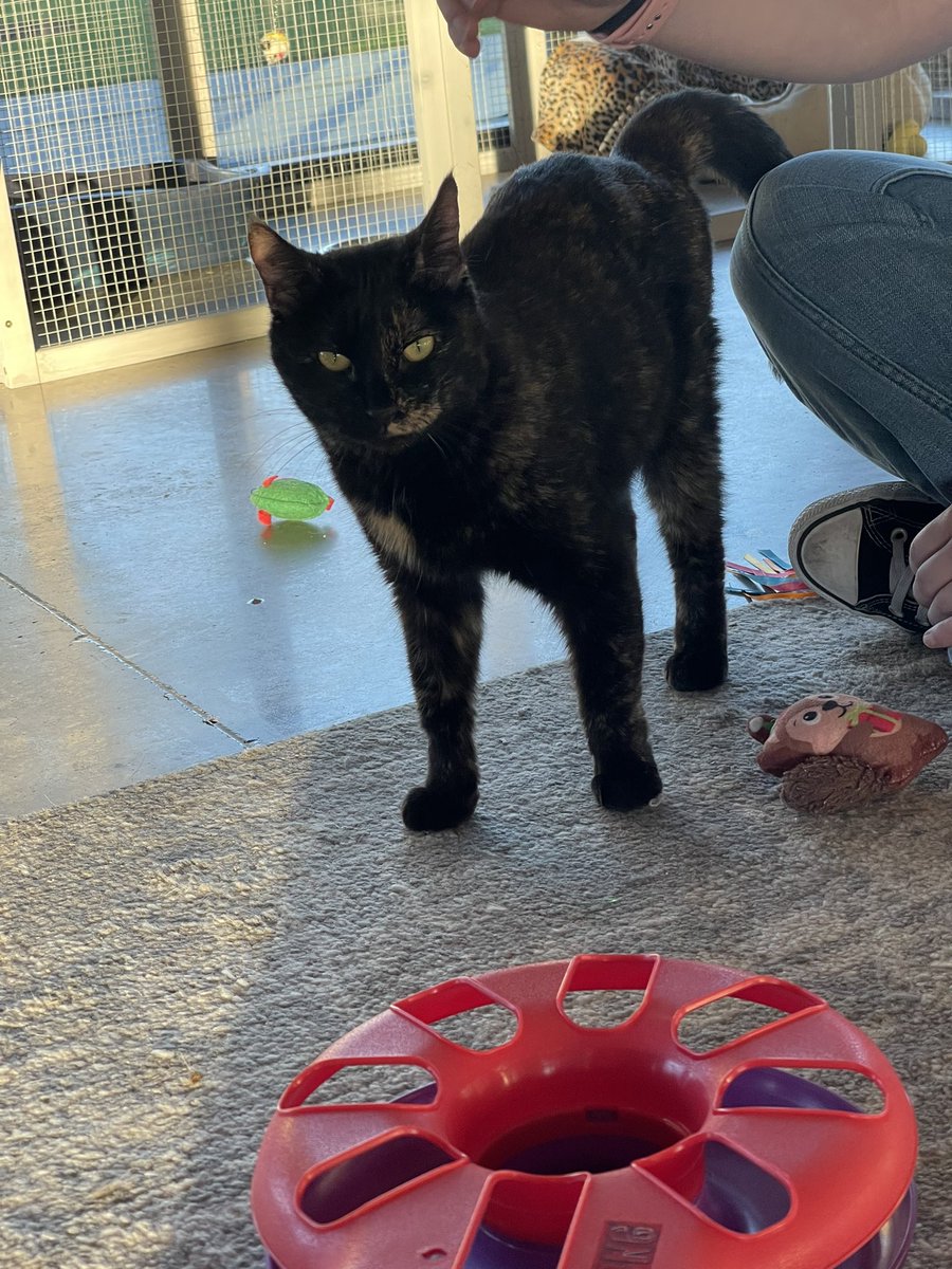 Can’t stop thinking about sweet Tango…really thinking that we need to start 2026 by adopting her and giving her the best home even though it hasn’t been 6 months since we lost Ouiser…