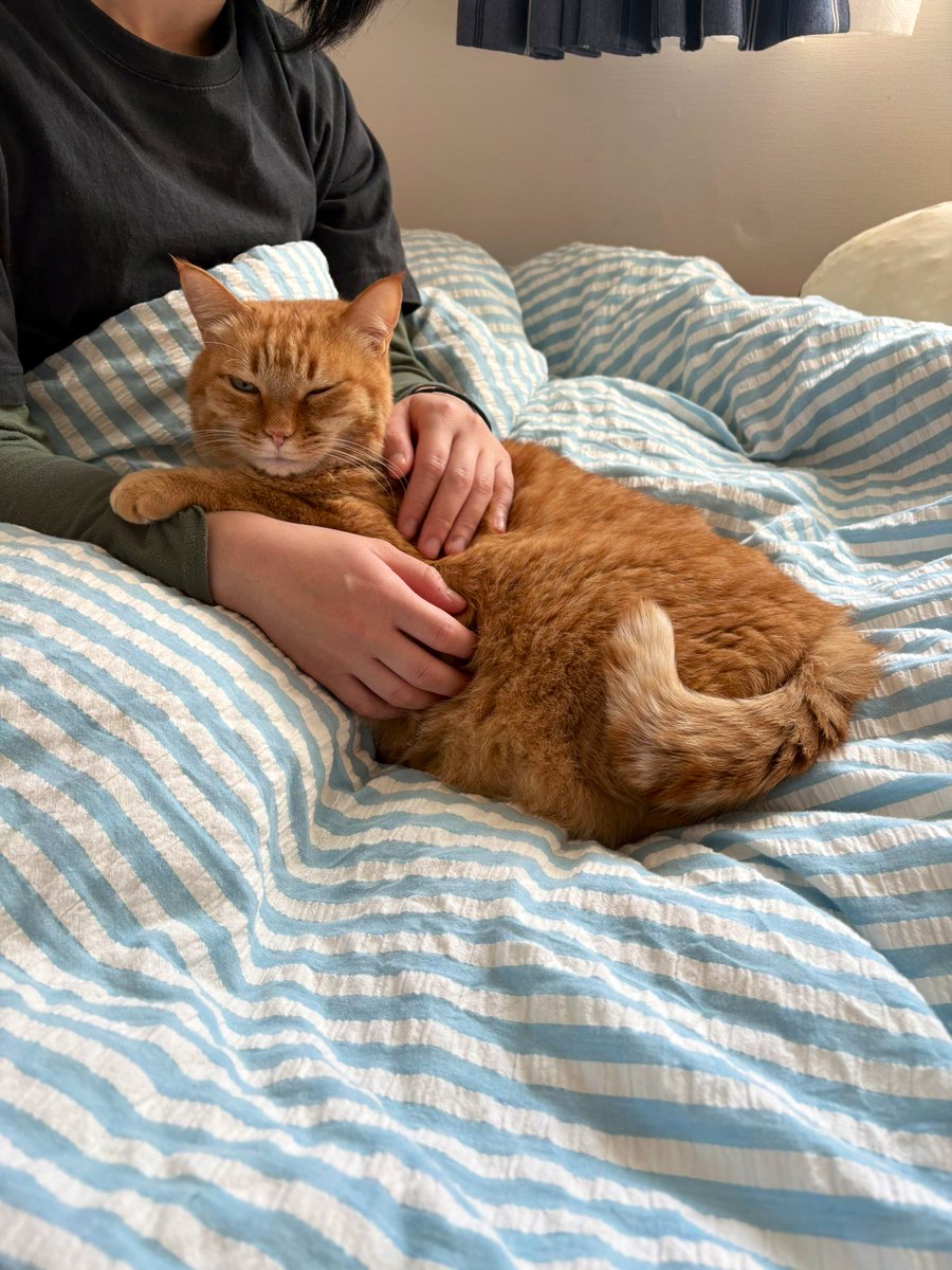 すずつむふう【我が家の可愛い猫's】 (@kagisuzu0531) / Posts / X