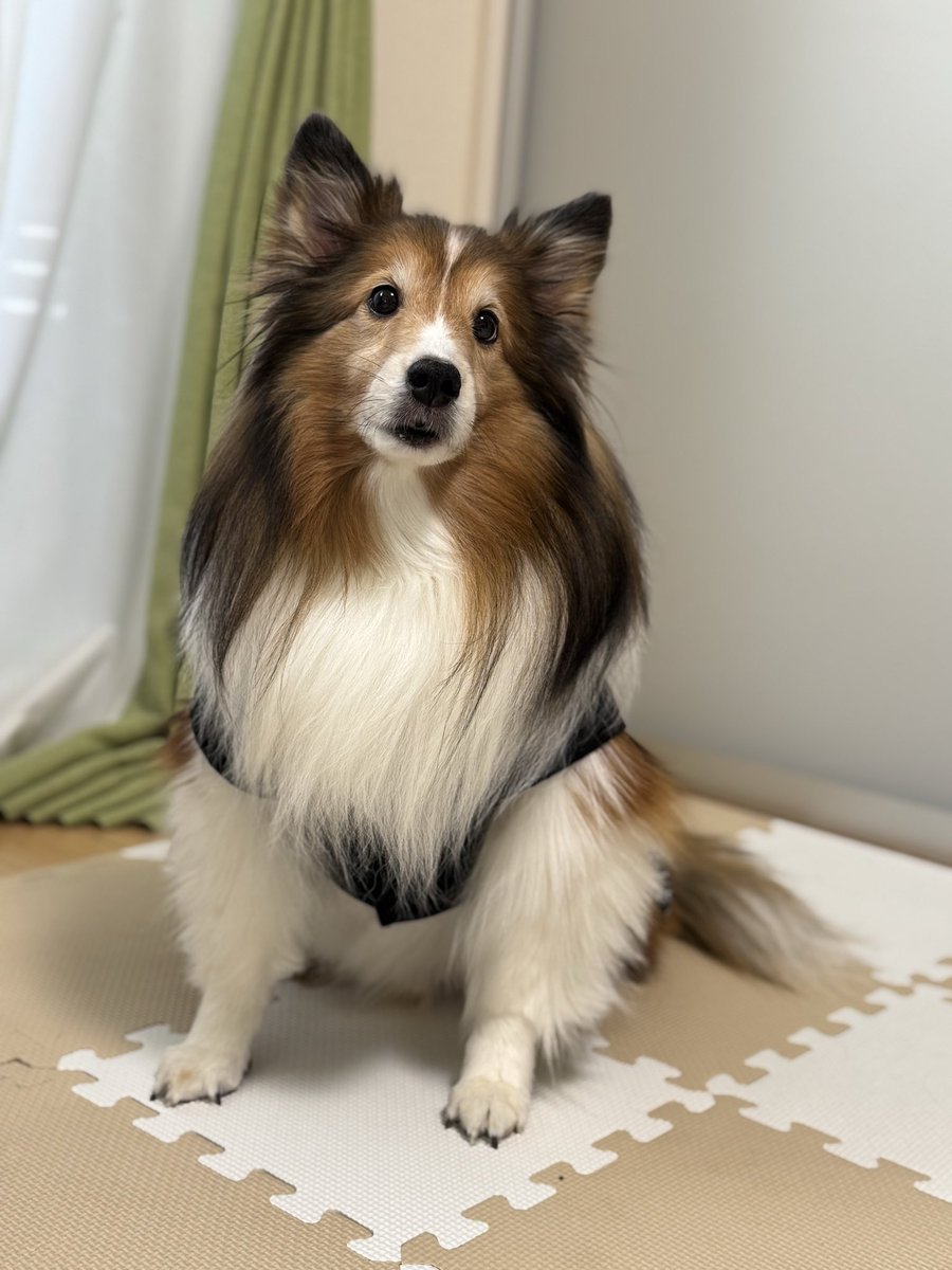 あめましておめでどすこい