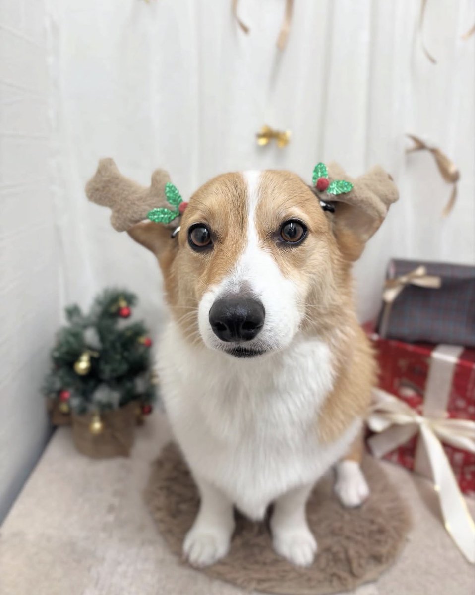 大晦日にシャンプー コーギー

2025年もお世話になりました。

キレイキレイで2026年迎えましたワン。

#コーギー 
#corgi
