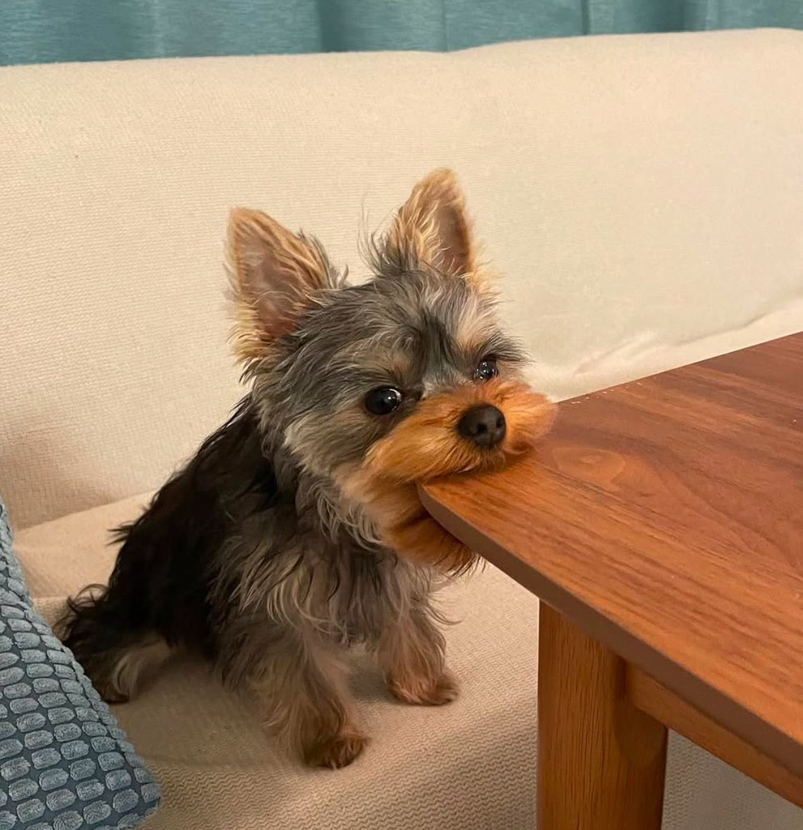 twaniimals's tweet image. 